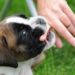 Comment arrêter de faire pleurer un chiot ?