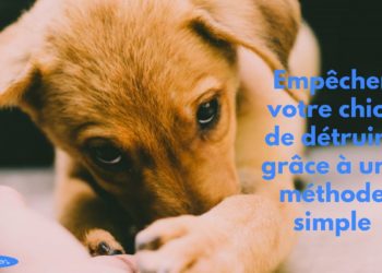 Comment empêcher son chiot de pleurer la nuit ?