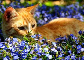 Quelle odeur fait fuir les chats ?