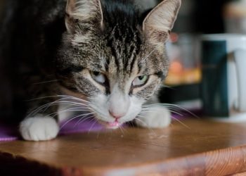 Pourquoi mon chat mange tout ce qui traîne ?