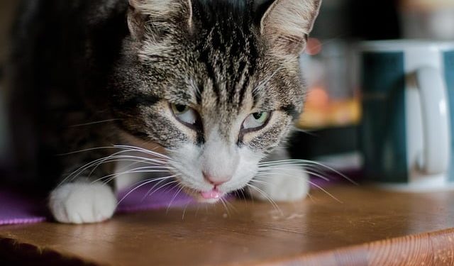 Pourquoi mon chat mange tout ce qui traîne ?
