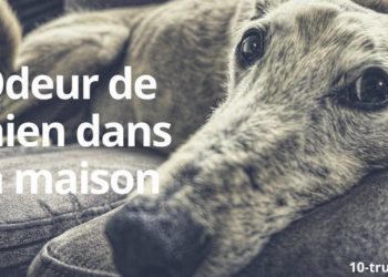 Quel produit pour eviter que les chien urine ?