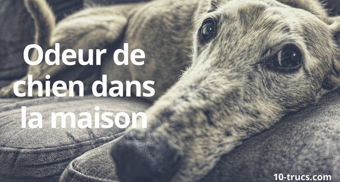 Quel produit pour eviter que les chien urine ?