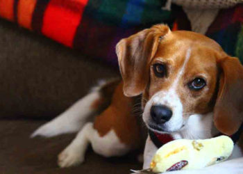 Pourquoi mon chien me mordille la main ?