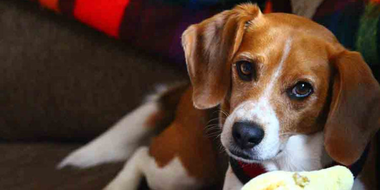 Pourquoi mon chien me mordille la main ?