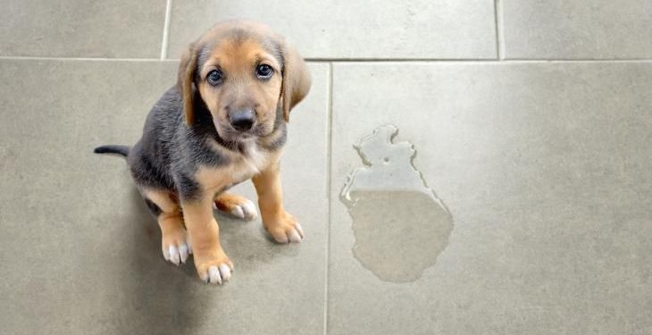 Quel produit pour empêcher chien faire pipi ?