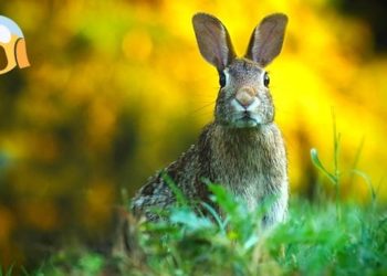 Comment faire fuir les lapins ?