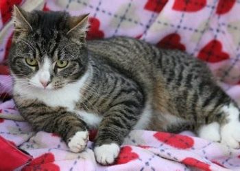 Comment endormir un chat pour l'emmener chez le vétérinaire ?