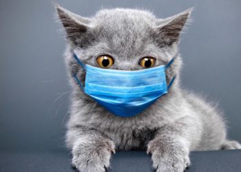 Quel médicament pour endormir un chat ?