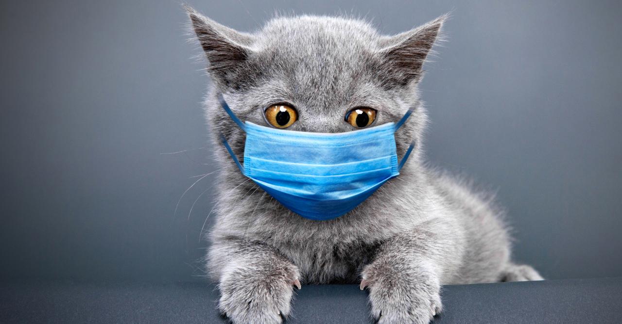 médicament pour endormir un chat