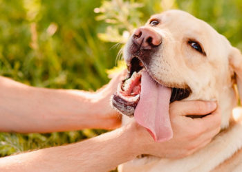 Ou caresser son chien pour l'endormir ?