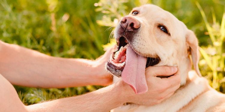 Ou caresser son chien pour l'endormir ?