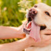 Ou caresser son chien pour l'endormir ?