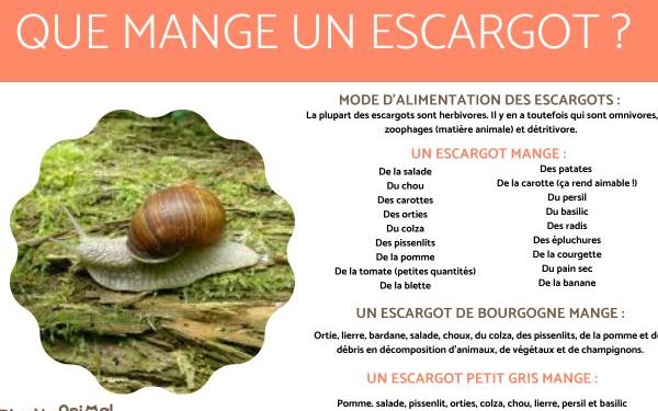 Est-ce que les escargots mangent des feuilles ?