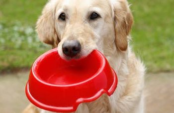 Quand laver la gamelle du chien ?