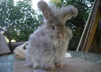 Comment couper les poils d'un lapin angora ?