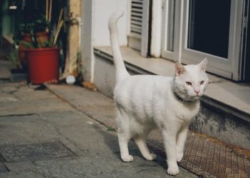 Pourquoi mon chat a le poil sec ?