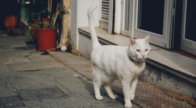 Pourquoi mon chat a le poil sec ?