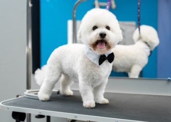 Comment brosser un bichon frisé ?