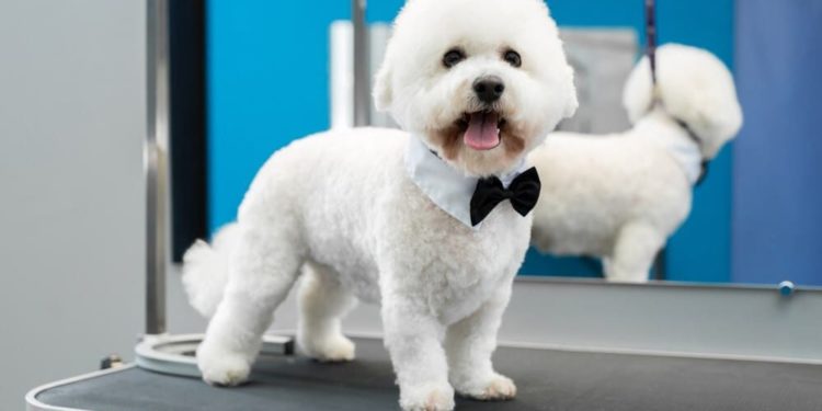 Comment brosser un bichon frisé ?