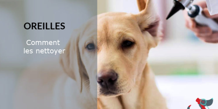 Comment démêler les oreilles de mon chien ?
