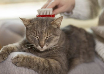 Comment enlever les boules de poils de mon chat ?