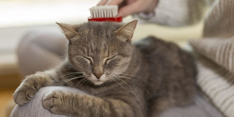 Comment enlever les boules de poils de mon chat ?