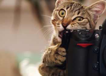 Pourquoi mon chat maigrit alors qu'il mange ?