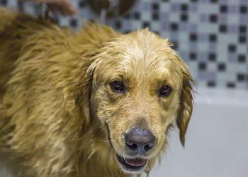 Pourquoi mon chien sent toujours mauvais ?