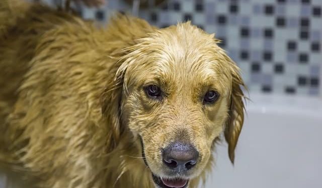 Pourquoi mon chien sent toujours mauvais ?