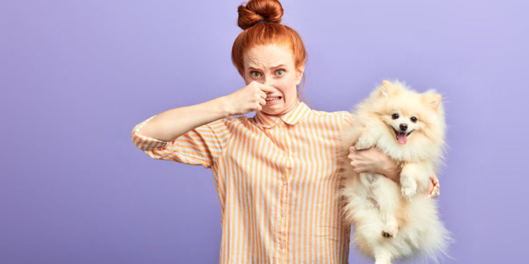 Comment faire si mon chat sent mauvais ?