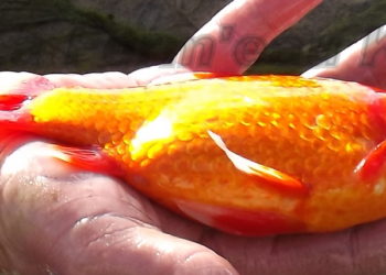 Comment se fait la reproduction chez les poissons ?