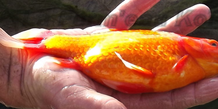 Comment se fait la reproduction chez les poissons ?