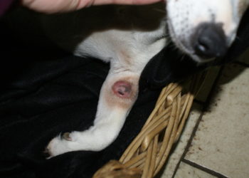 Comment soigner un kyste chez un chien ?