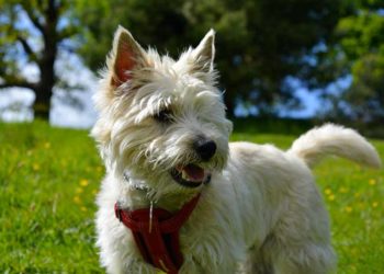 Comment reconnaître un kyste chez le chien ?