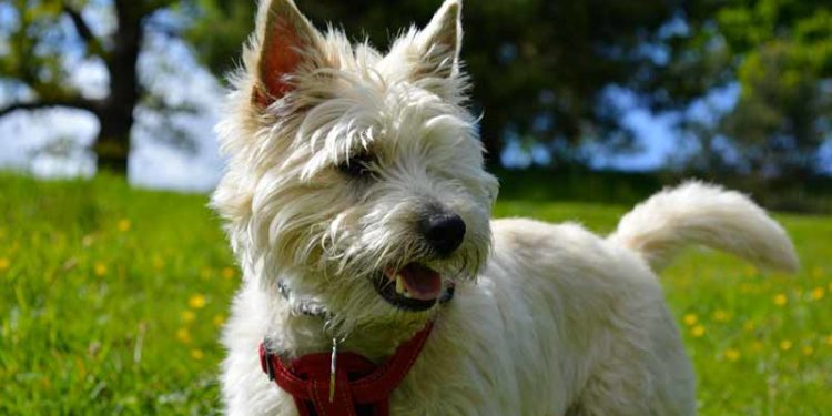 Comment reconnaître un kyste chez le chien ?