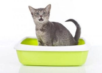 Comment enlever une odeur d'animal mort ?