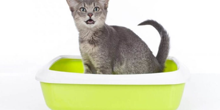 Comment enlever une odeur d'animal mort ?