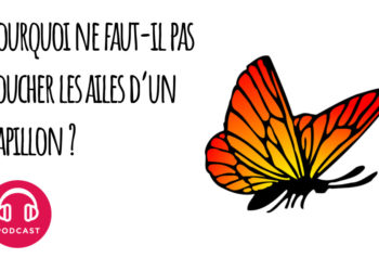 Pourquoi ne Faut-il pas toucher un oiseau mort ?