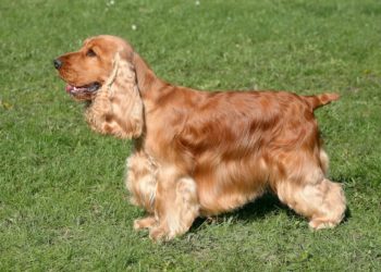 Quel est le prix d'un cocker anglais ?