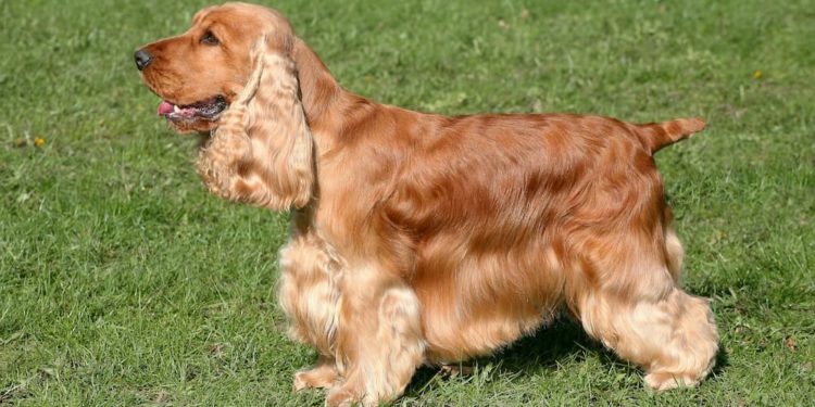 Quel est le prix d'un cocker anglais ?