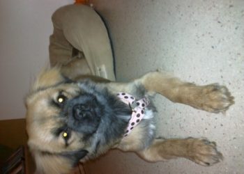 Quelle brosse pour un Shih Tzu ?