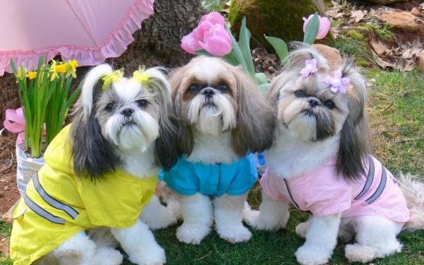 Comment couper les poils autour des yeux d'un Shih Tzu ?