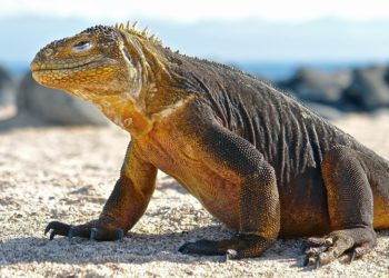 Est-ce que le dragon de Komodo est un vrai dragon ?