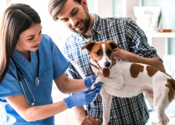 Comment s'occuper d'un chien-loup ?