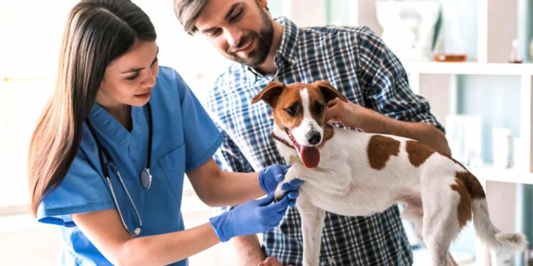 Comment s'occuper d'un chien-loup ?