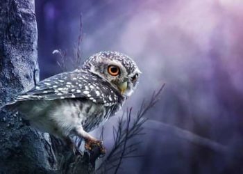 Quel est la nourriture du hibou ?