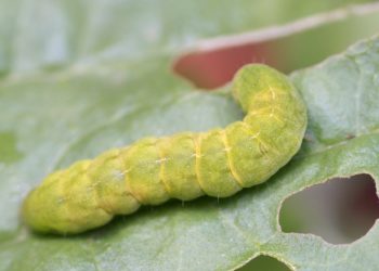 Quel papillon donne une chenille verte ?