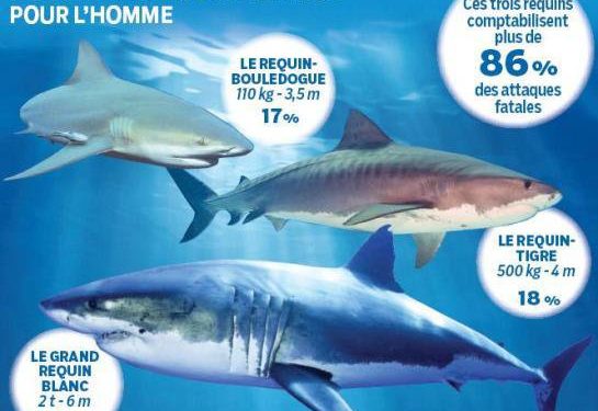 Quels sont les requins les plus dangereux au monde ?