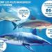 Quels sont les requins les plus dangereux au monde ?